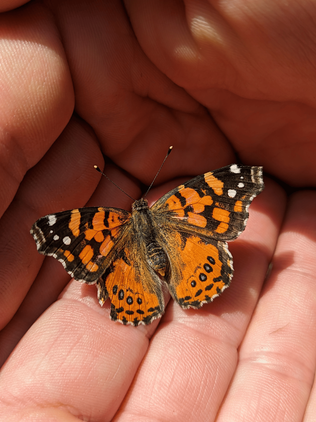 Butterfly_in_hands_portrait-1