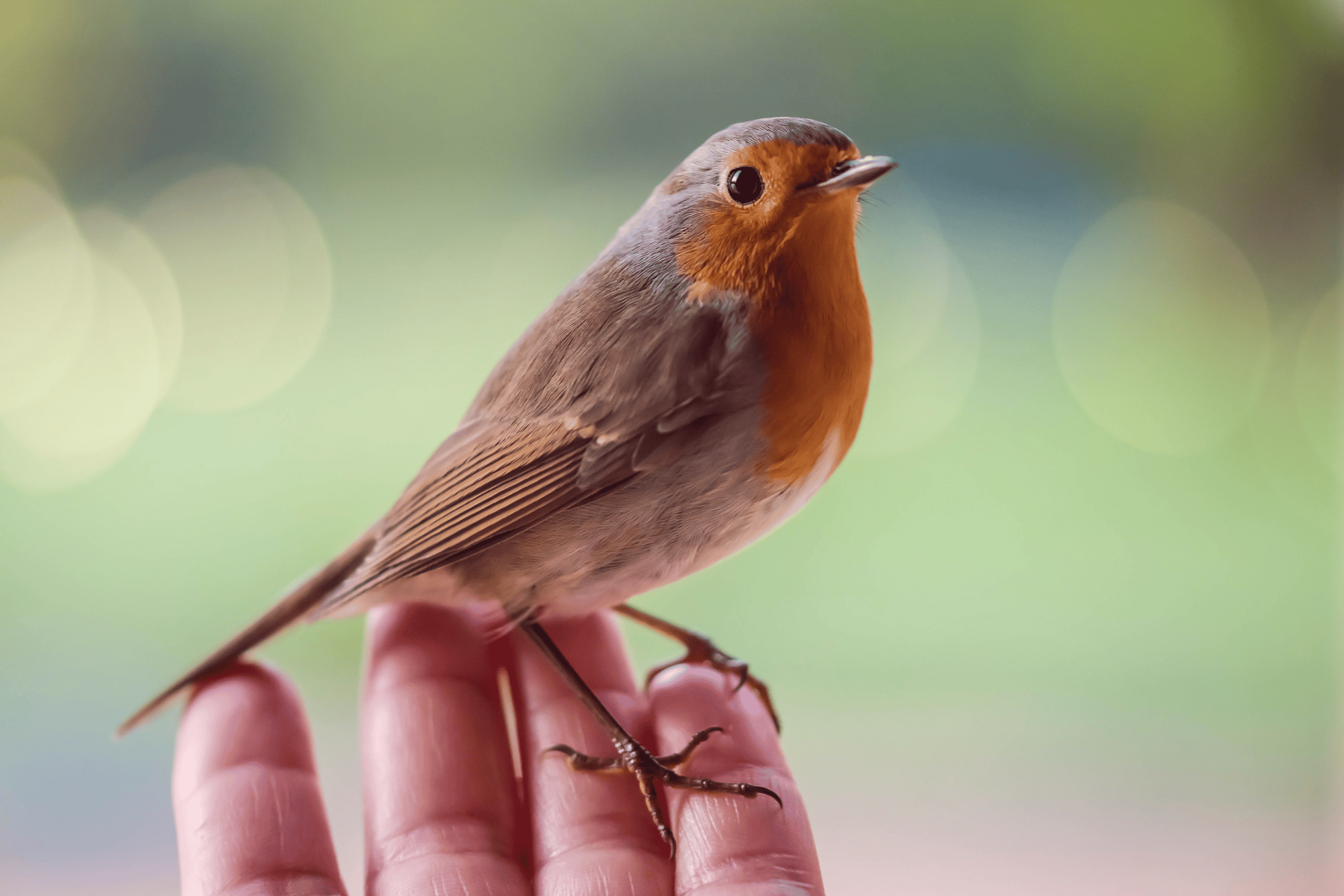 Robin_on_hand_landscape