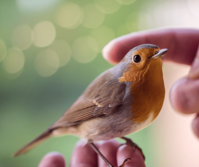 Stroking_robin_landscape-1-1