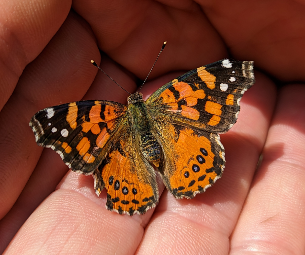 butterfly being held in palms
