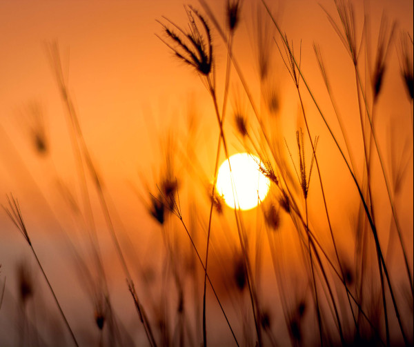 Sunset with grass