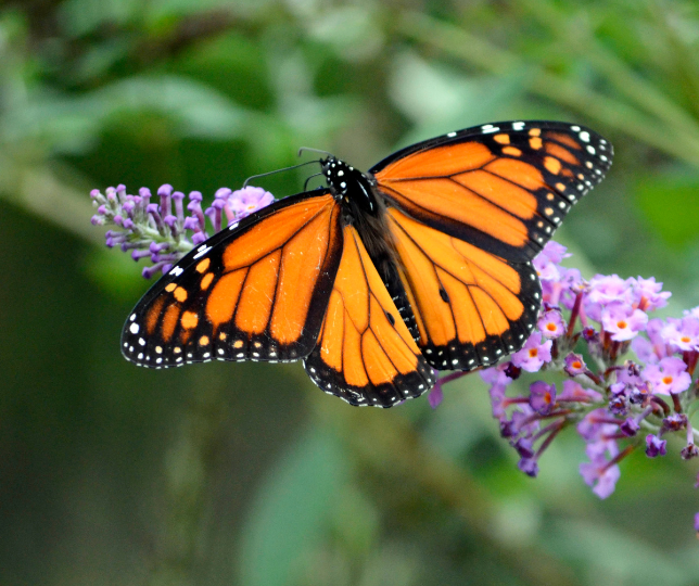 Orange butterfly on purple flower