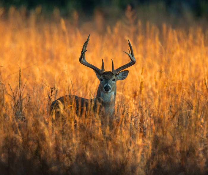 Deer in long grass